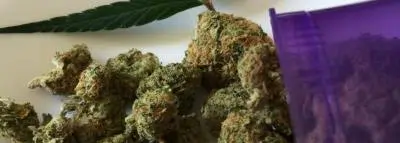cannabis cannabis