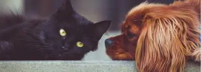 chat-chien-pote chat-chien-pote