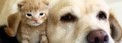 chaton-chien chaton-chien