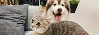 chien-chat-amis chien-chat-amis