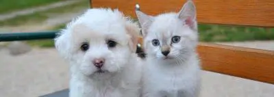 chien-chat-banc Connaissez-vous toutes les races de chiens et de chats ?