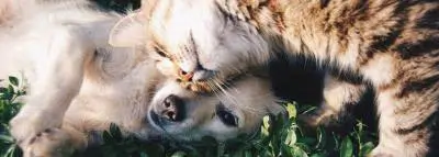 Assurance chien et chat 🐶: Comparatif et Devis chien chat calin