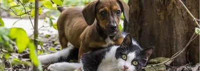 Comparateur assurance chien et mutuelle chien chat