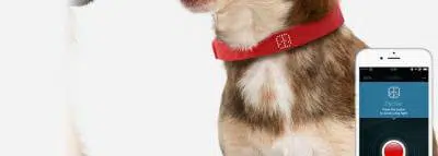 chien-collier-connecte-kyon chien-collier-connecte-kyon