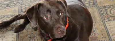 Un même gène cause l’obésité chez l’homme et le chien labrador marron
