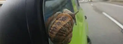 escargot-journee-lenteur escargot-journee-lenteur