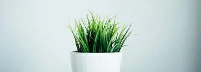 jeune-pousse-en-pot jeune-pousse-en-pot