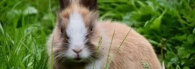 lapin lapin