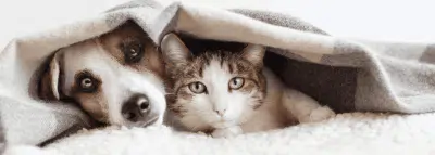 L'Europe adopte une loi pour protéger chiens et chats Chien et chat ensemble