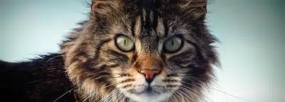 main-coon-chat Un Main coon vient de souffler ses 30 bougies au Royaume-Uni