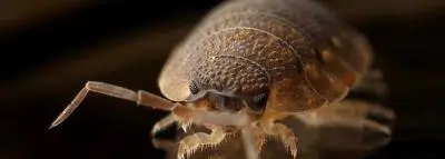 Les intoxications enregistrées par les Centres antipoison sont principalement causées par des insecticides appartenant à la famille des pyrèthres ou des pyréthrinoïdes. produit punaises