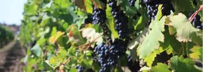 raisin-vin-vigne Le vin est-il dangereux pour notre santé ?