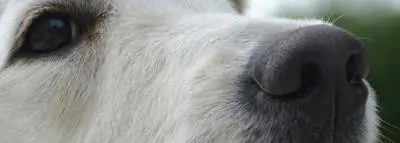 Museau chien : causes de la truffe sèche truffe chien labrador